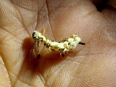Entomophthora