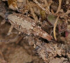 Charagmus gressorius