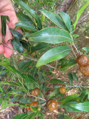 Petalostigma triloculare