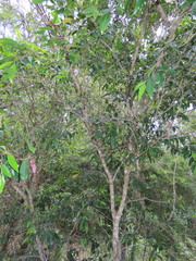 Petalostigma triloculare