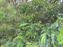 Petalostigma triloculare