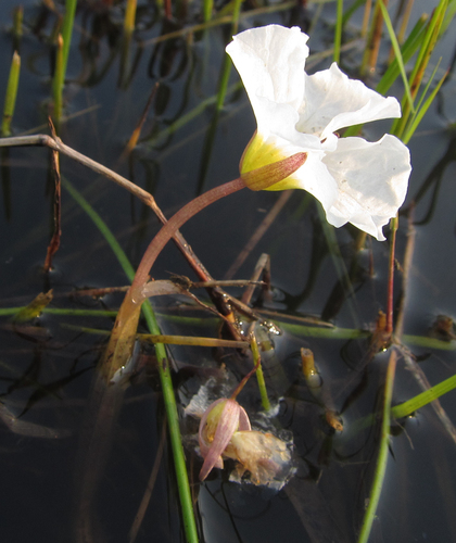 Ottelia kunenensis image