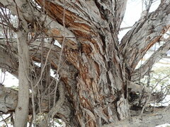 Crataegus chlorosarca