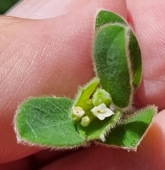 Pimelea altior