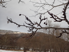 Crataegus chlorosarca