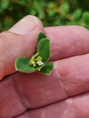 Pimelea altior