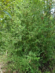 Pimelea altior