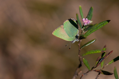 Callophrys rubi