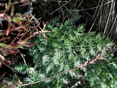 Anisotome haastii