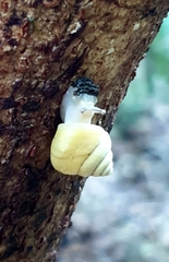 Posorites conscendens