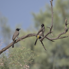 Pycnonotus xanthopygos