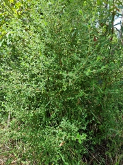 Pimelea altior