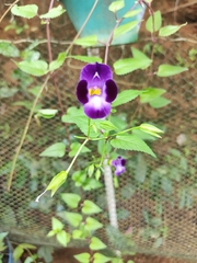 Torenia fournieri