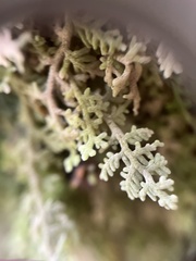 Trichocolea mollissima