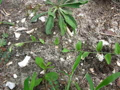 Evolvulus alsinoides