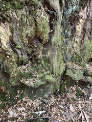 Trichocolea mollissima