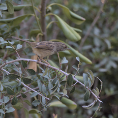 Prinia gracilis