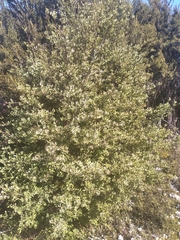 Phyllocladus alpinus