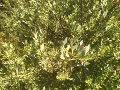 Phyllocladus alpinus