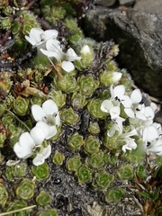 Veronica pulvinaris