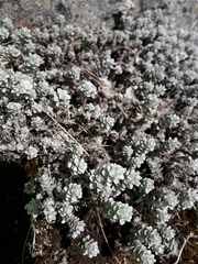 Leucogenes grandiceps