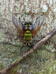 Rutilia