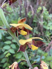 Eulophia streptopetala
