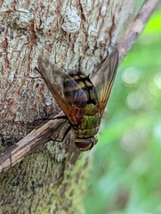Rutilia