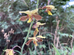 Eulophia streptopetala