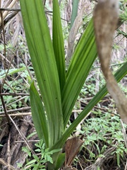 Eulophia streptopetala