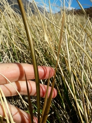 Aciphylla colensoi