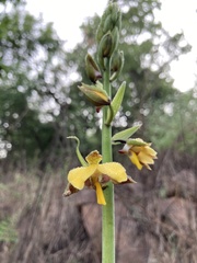 Eulophia streptopetala