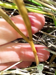 Aciphylla colensoi