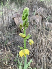 Eulophia streptopetala
