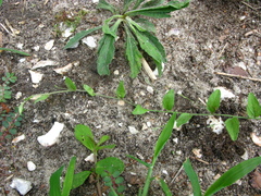 Evolvulus alsinoides