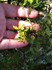 Phyllocladus alpinus