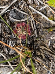 Drosera pygmaea
