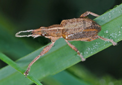 Charagmus gressorius