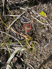 Drosera pygmaea