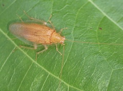 Pseudophyllodromiinae