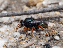 Sericophorus
