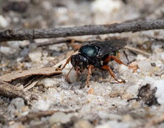 Sericophorus