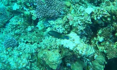 Oxycheilinus digramma