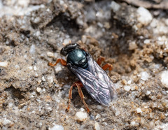 Sericophorus