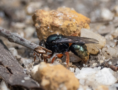 Sericophorus