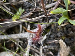 Drosera binata
