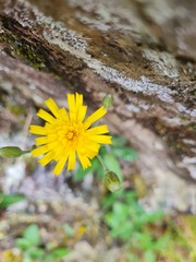 Hieracium lepidulum