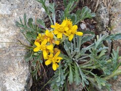 Jacobaea