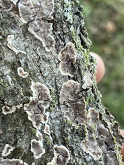 Peniophora albobadia