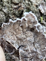 Peniophora albobadia